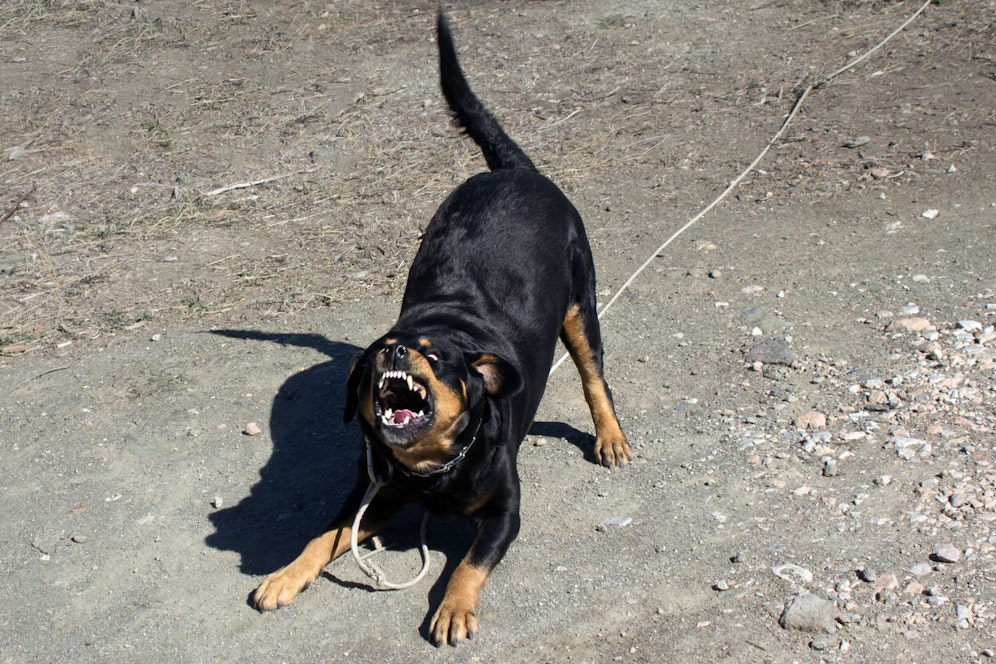Ein Rottweiler hat einen Steirer und dessen Hündin verletzt. (Symbolbild)