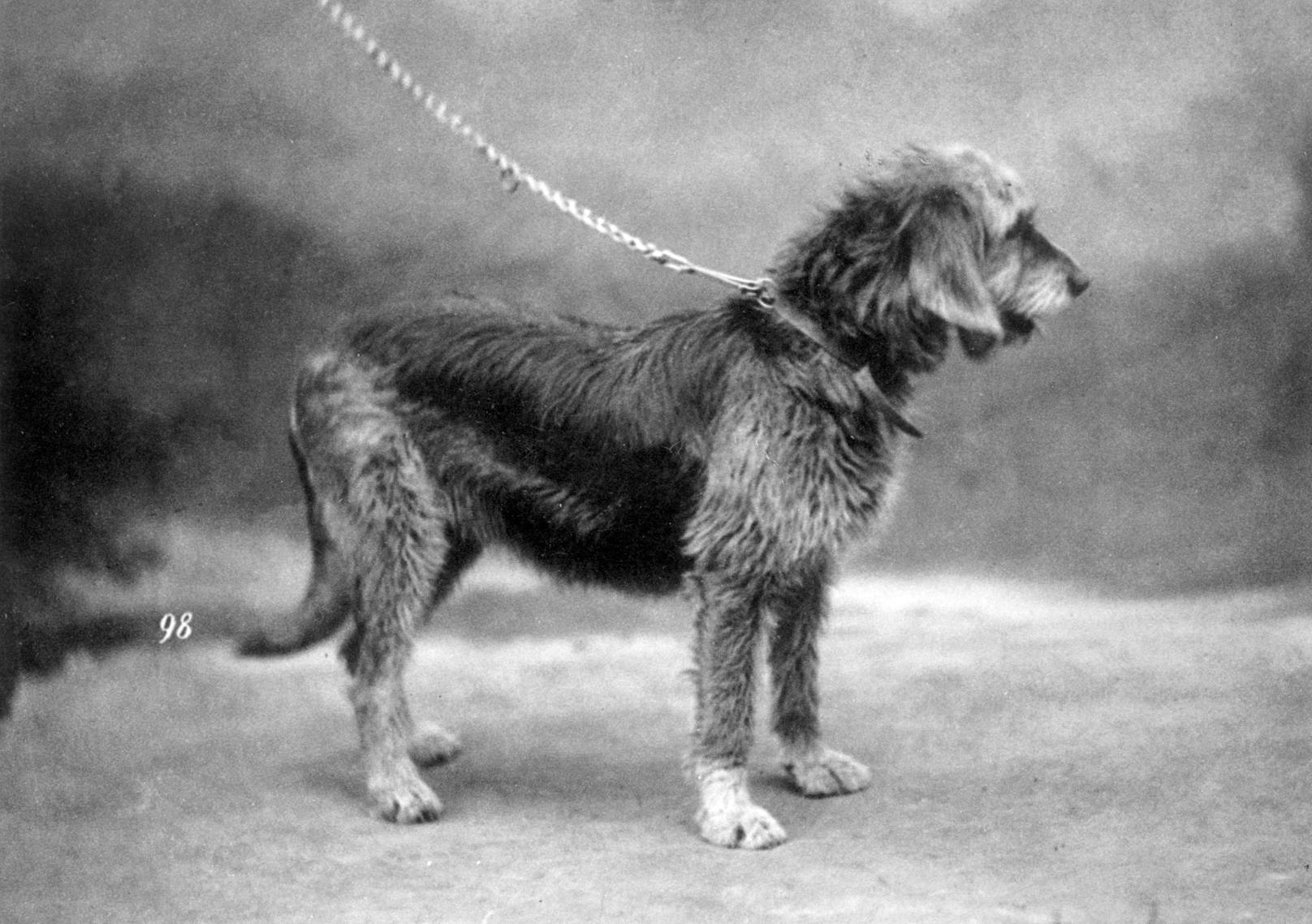 Dieses Bild eines Otterhundes stammt aus 1879. 
