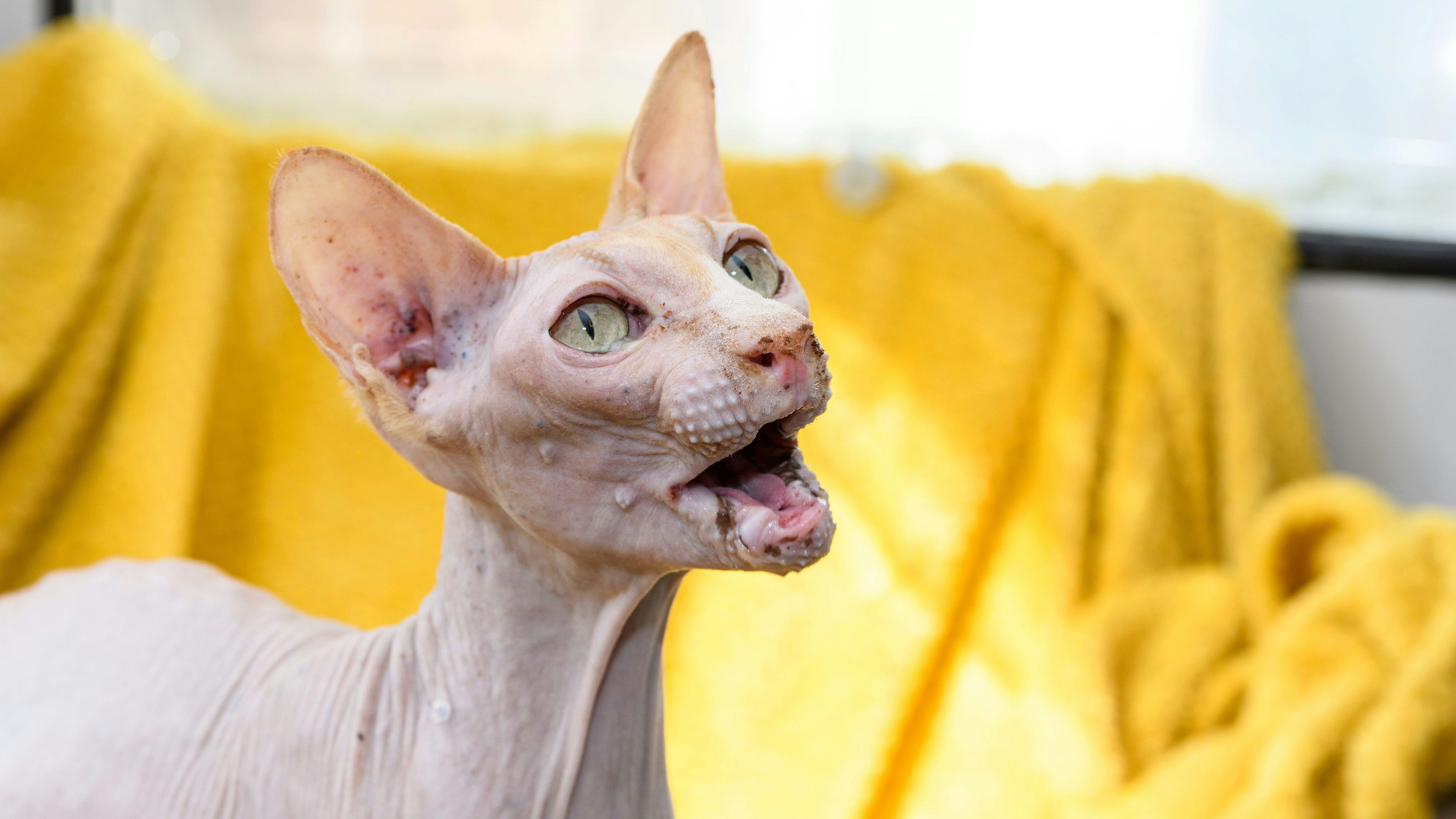 Die elfjährige "Coco" war eine buchstäbliche Wurfmaschine und musste über 70 Kitten zur Welt bringen. 