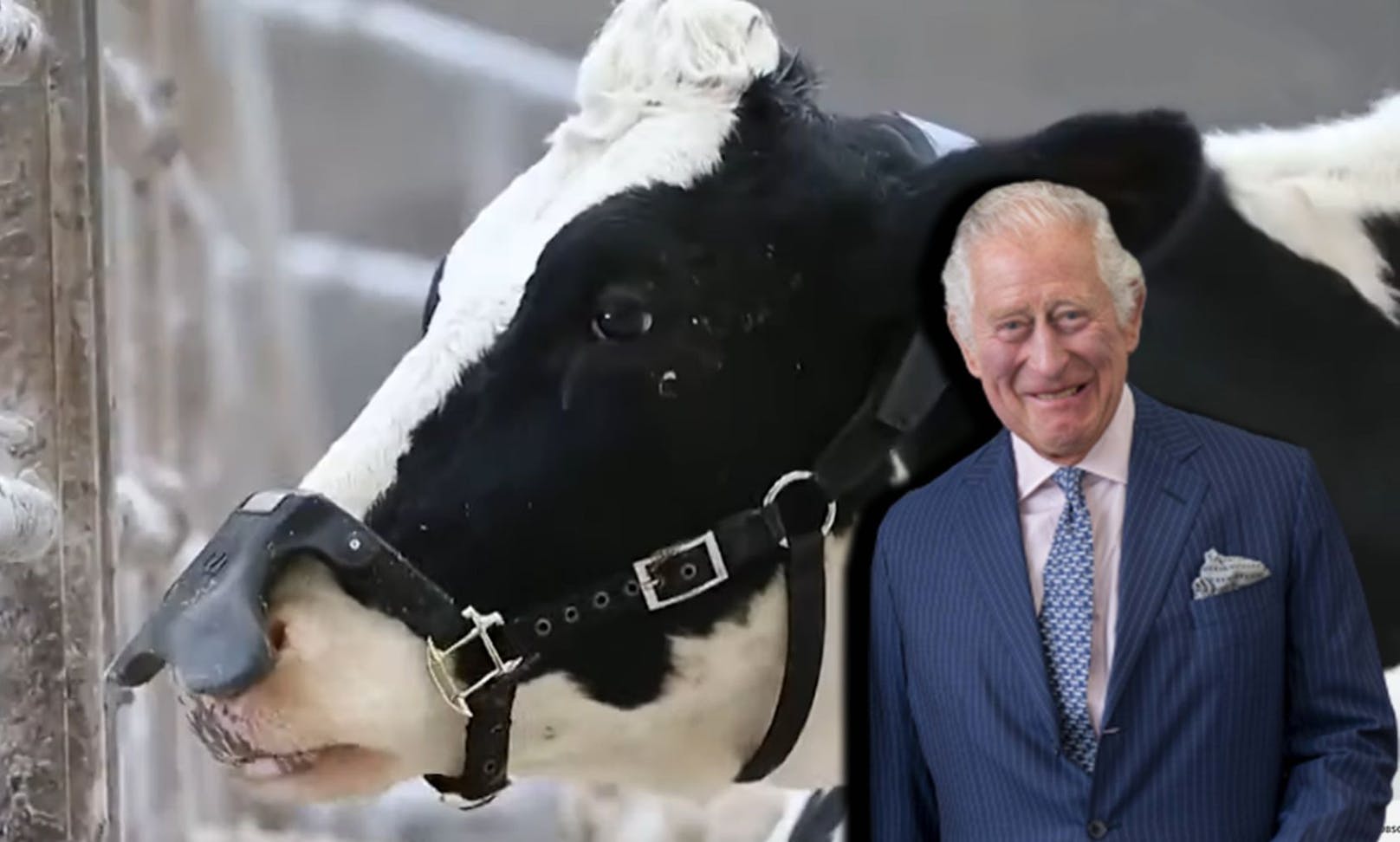 Dem Prinzen von Wales gefällt die Idee, mit der "Methan-Rülpser-Maske" den Ausstoß der Rinder zu verringern. 