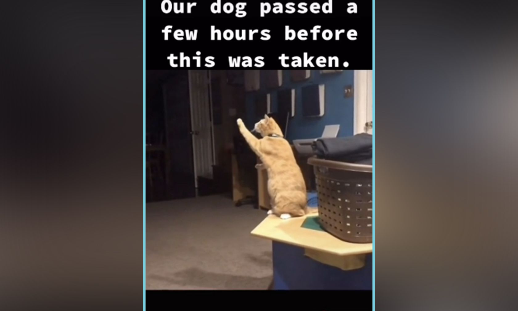 Man möchte wirklich glauben, dass die Katze in diesem TikTok-Clip Kontakt zu dem kürzlich verstorbenen Hund hat. 