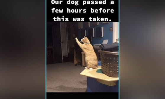 Man möchte wirklich glauben, dass die Katze in diesem TikTok-Clip Kontakt zu dem kürzlich verstorbenen Hund hat. 