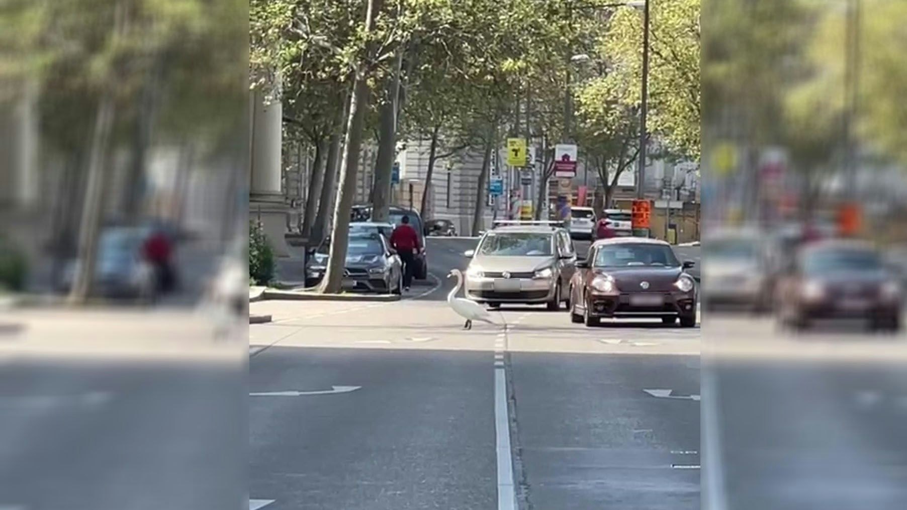 Schwäne schwärmten in Innere Stadt aus