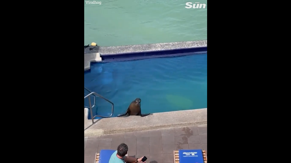 Diese Seelöwin schwamm eine Runde im Hotelpool.
