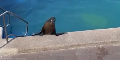 Diese Seelöwin schwamm eine Runde im Hotelpool.