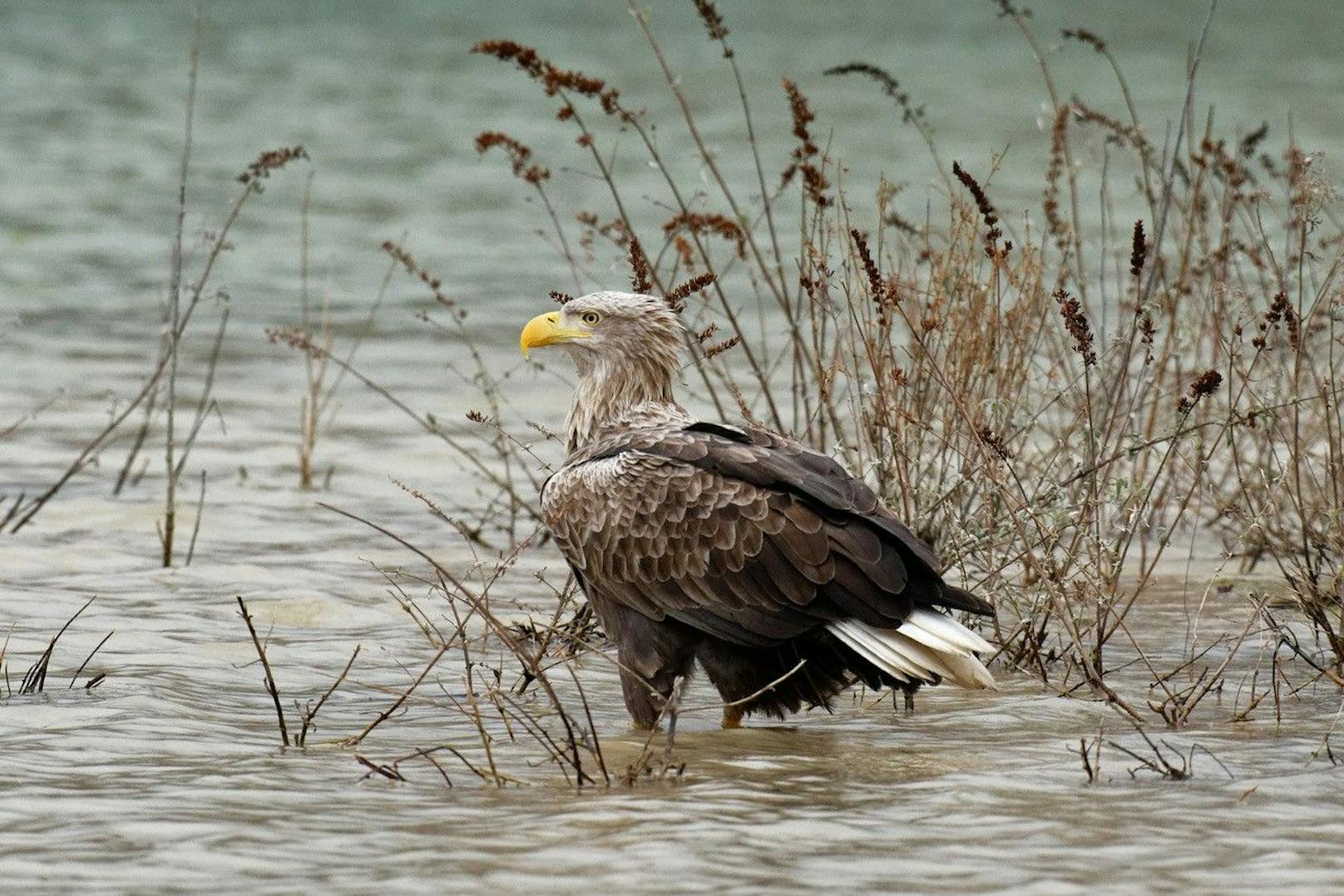 Das Seeadler-Paar verschwand in Schönbühel.