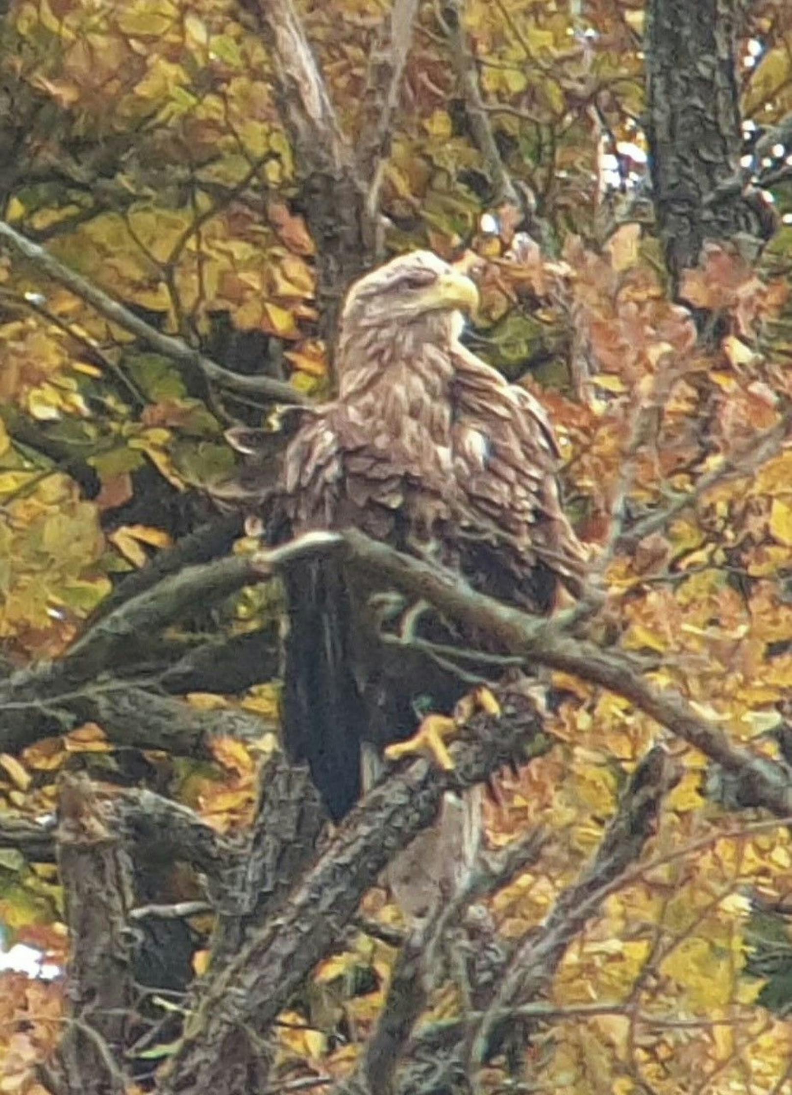 Das Seeadler-Paar verschwand in Schönbühel.