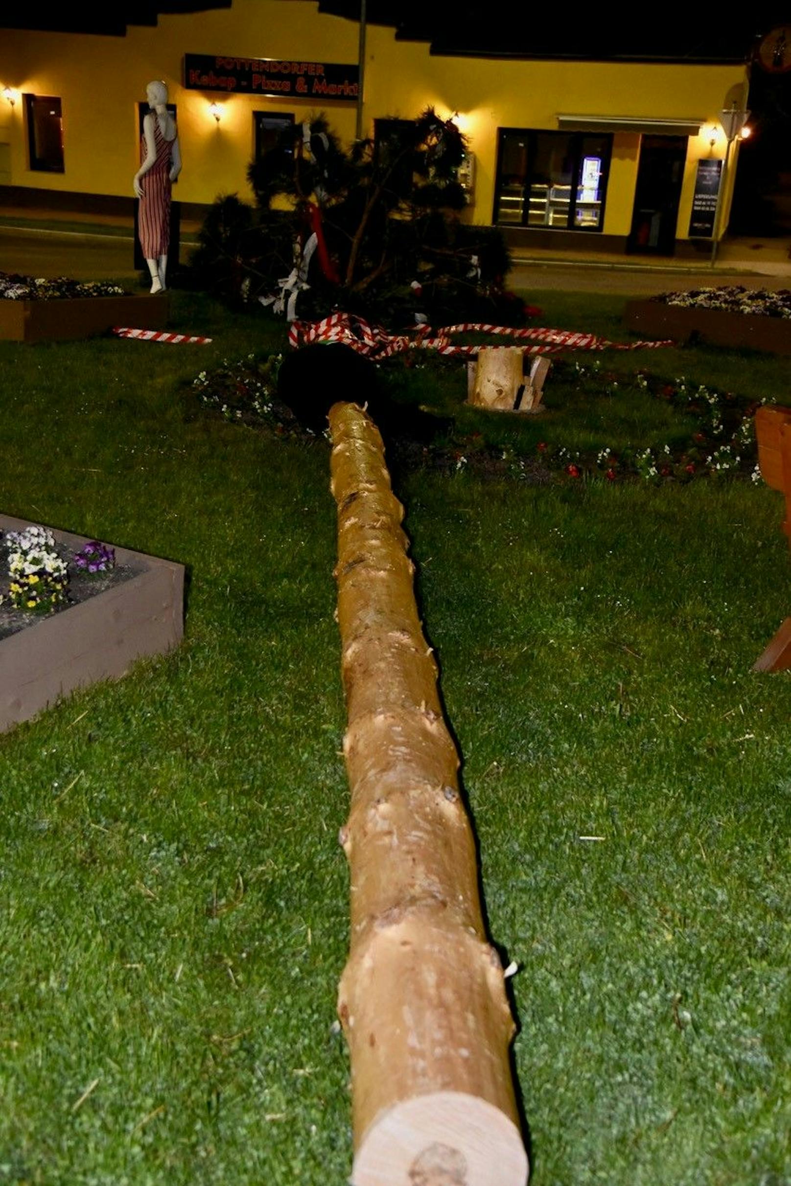﻿Unbekannte sägten Maibaum in Pottendorf mit Motorsäge um.