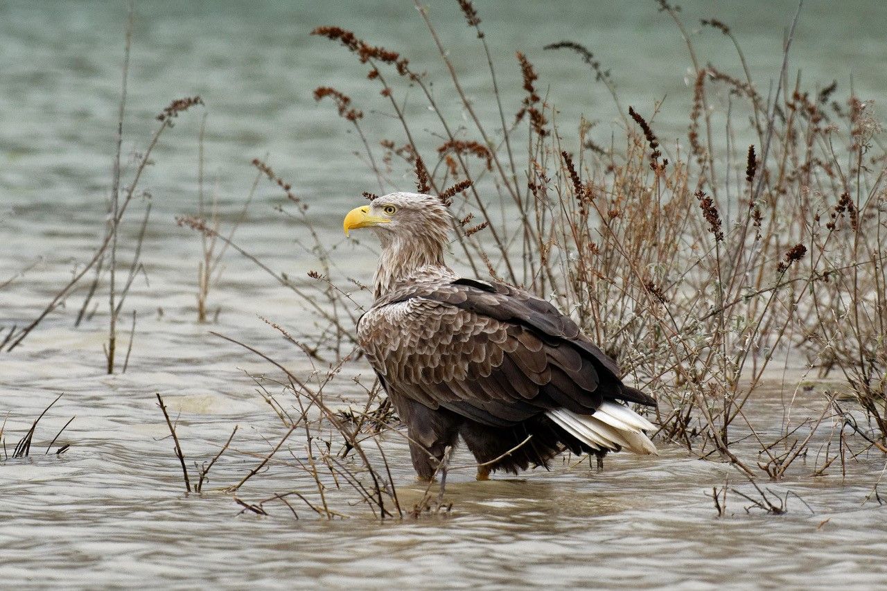 Ein Seeadler-Paar ist in Schönbühel spurlos verschwunden.