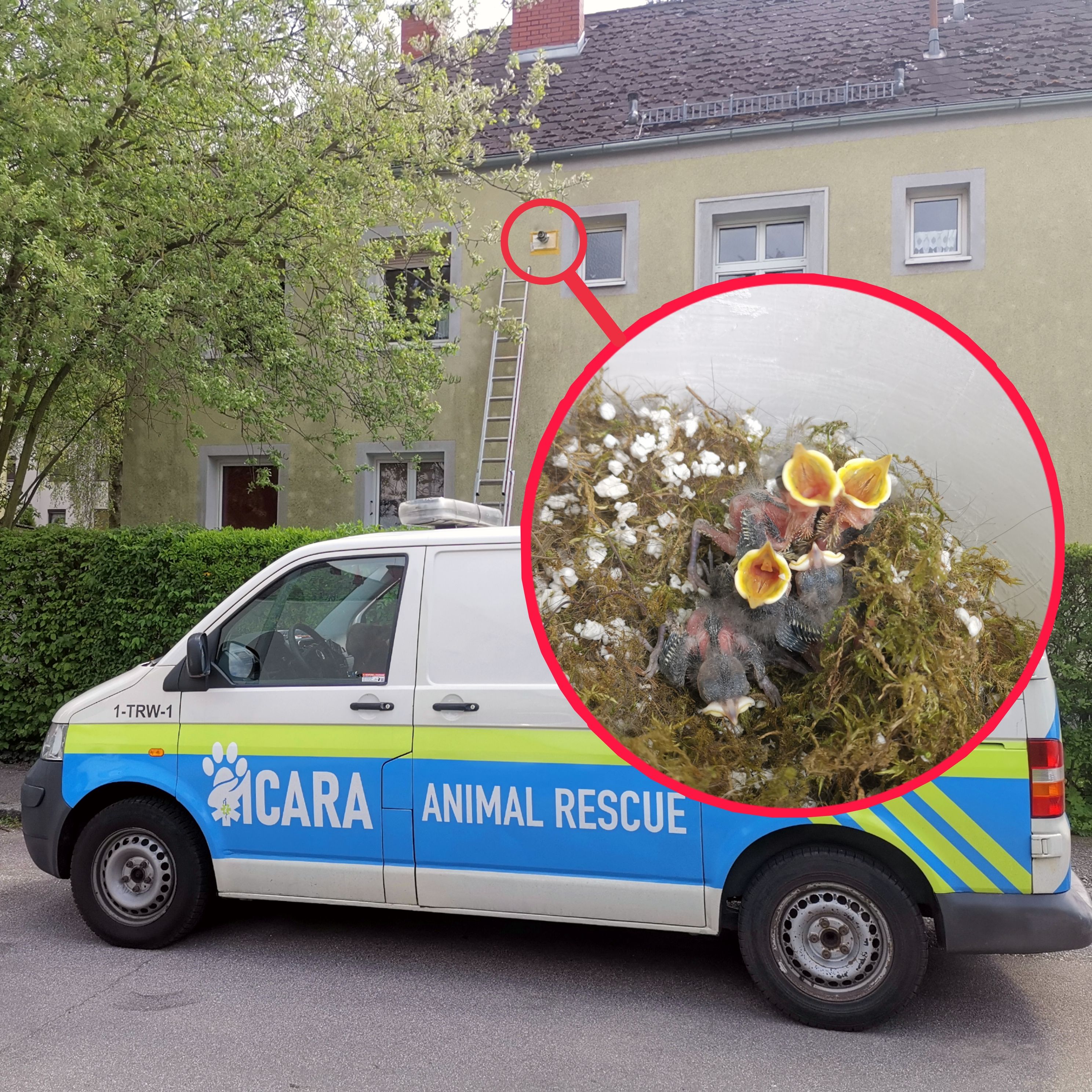 Bauarbeiter mauern unabsichtlich Vogelnest in Fassade.