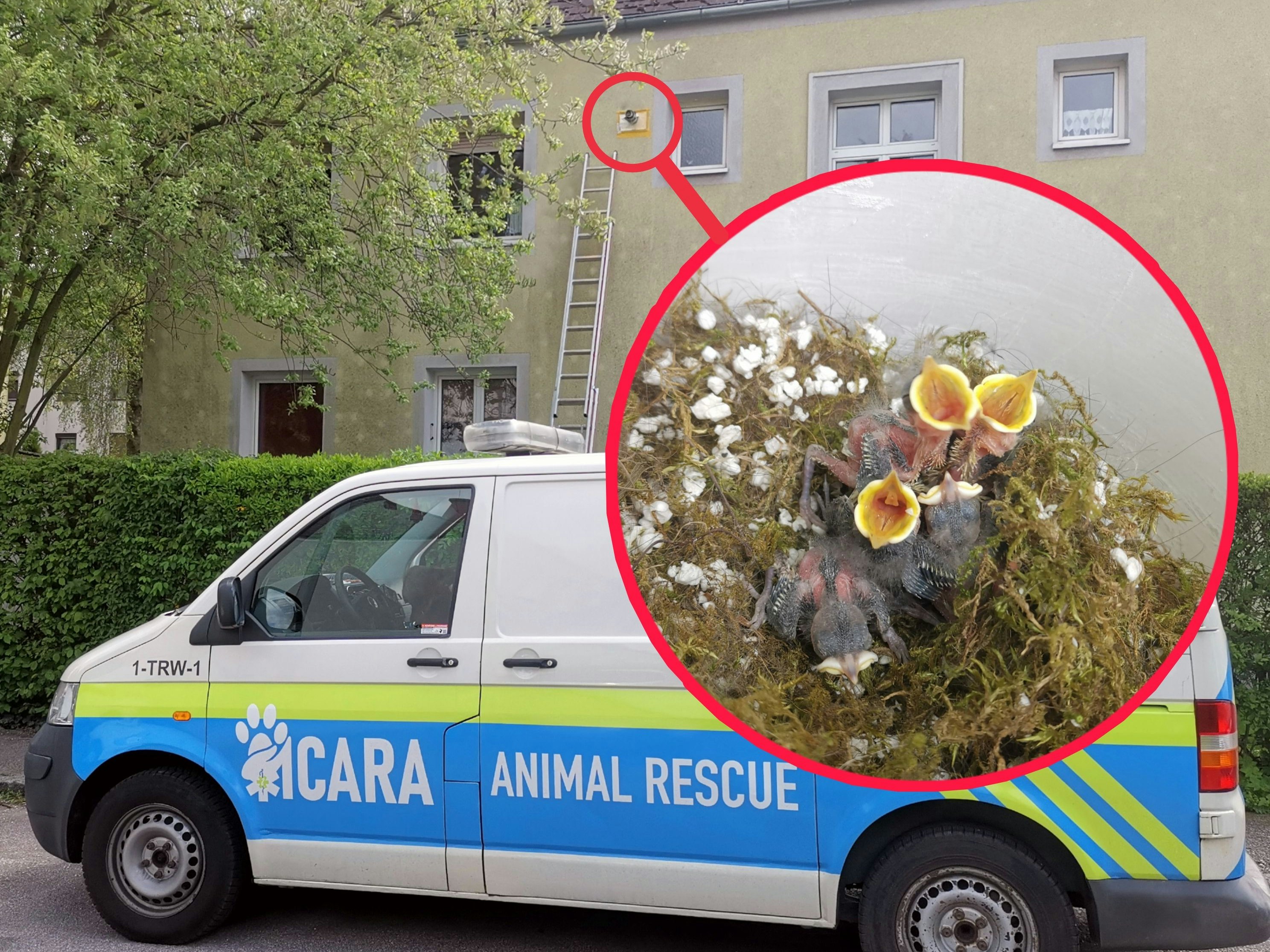 Bauarbeiter mauern unabsichtlich Vogelnest in Fassade.