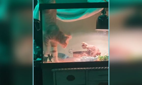 Öhm, Grüß Gott? Bartagame "Cena" findet den pelzigen Eindringling jetzt nicht besonders lustig.