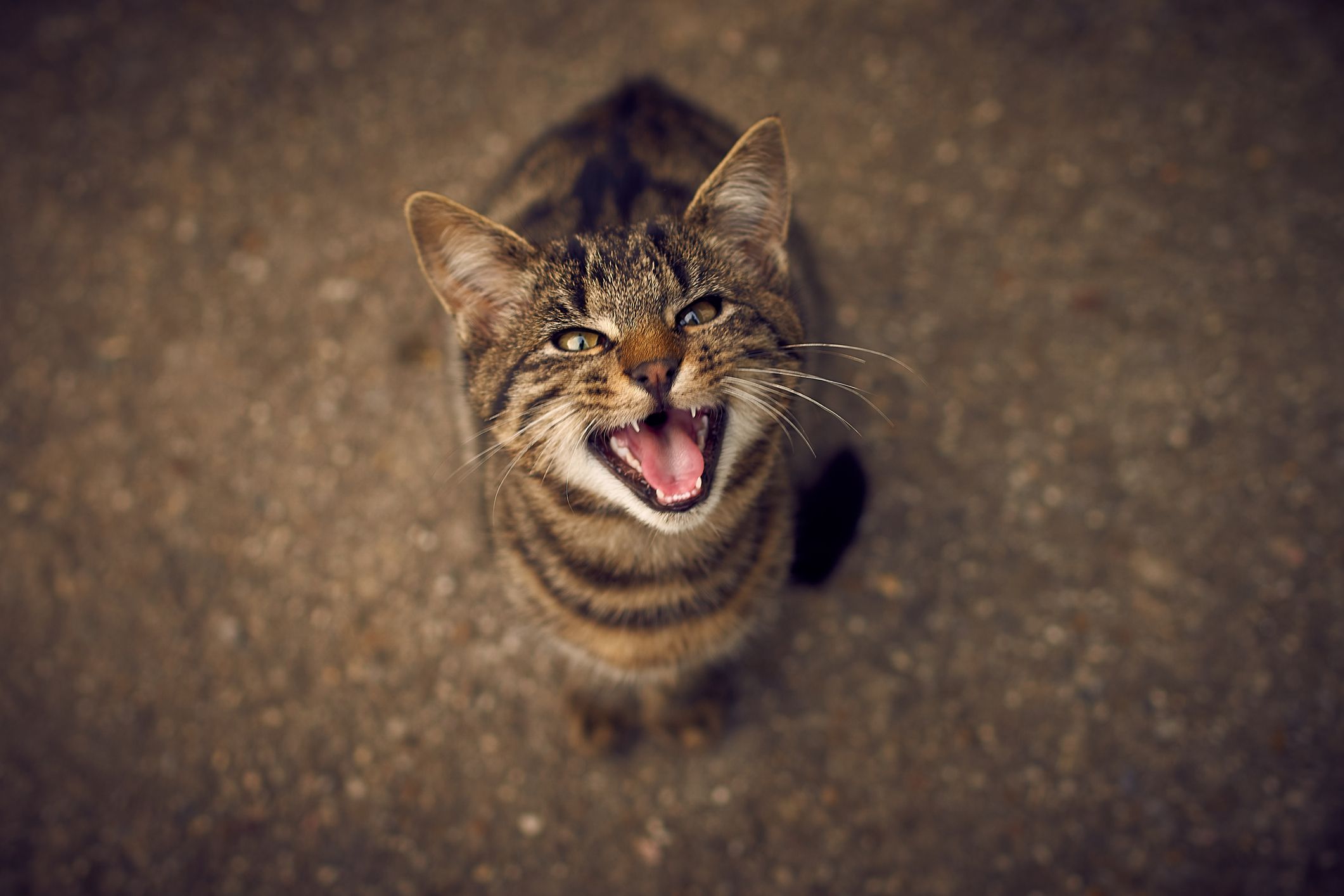Schreien. Die Katze miaut in tiefen Tönen vor Schmerzen. 