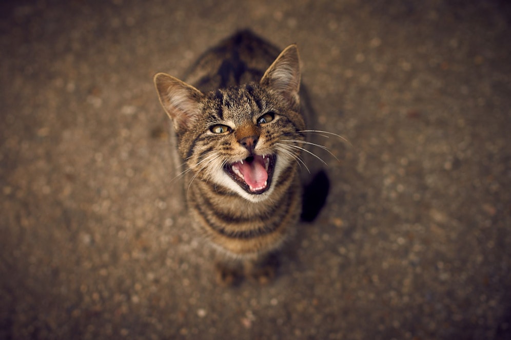 Zahlreiche Katzen sind in Herrnleis schon verschwunden oder schwer verletzt worden.