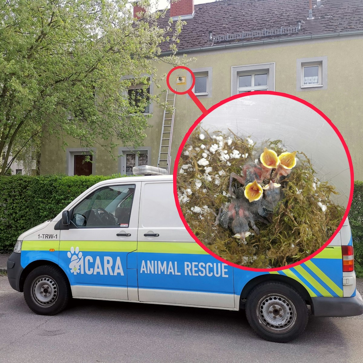 Bauarbeiter mauern unabsichtliche Vogelnest in Fassade ein.