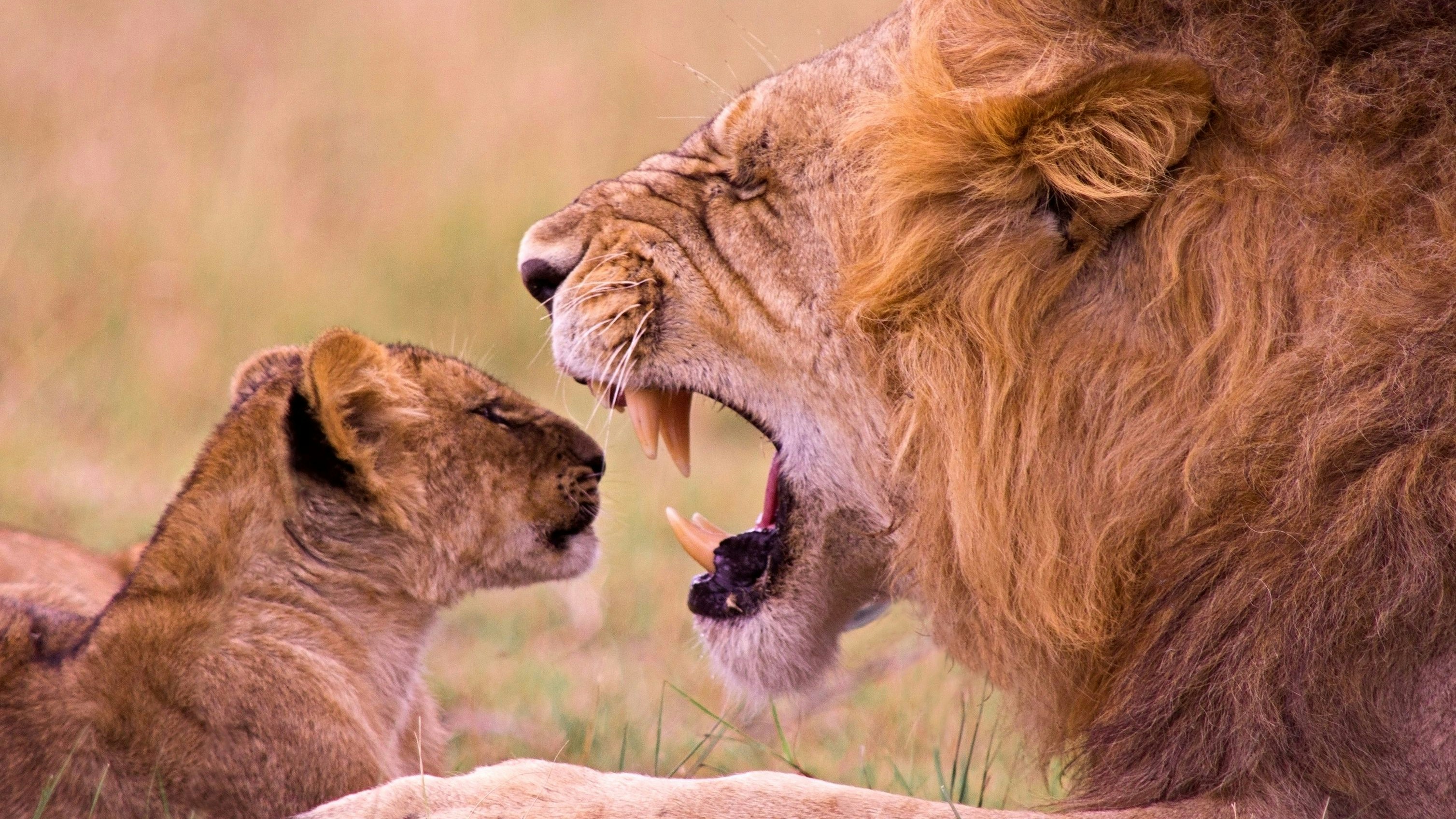 Löwenfleisch essen: einfach nur absurd oder der Schlüssel zu bewusstem Umgang mit Fleisch? Das Unternehmen Primeval Foods findet: Letzteres.