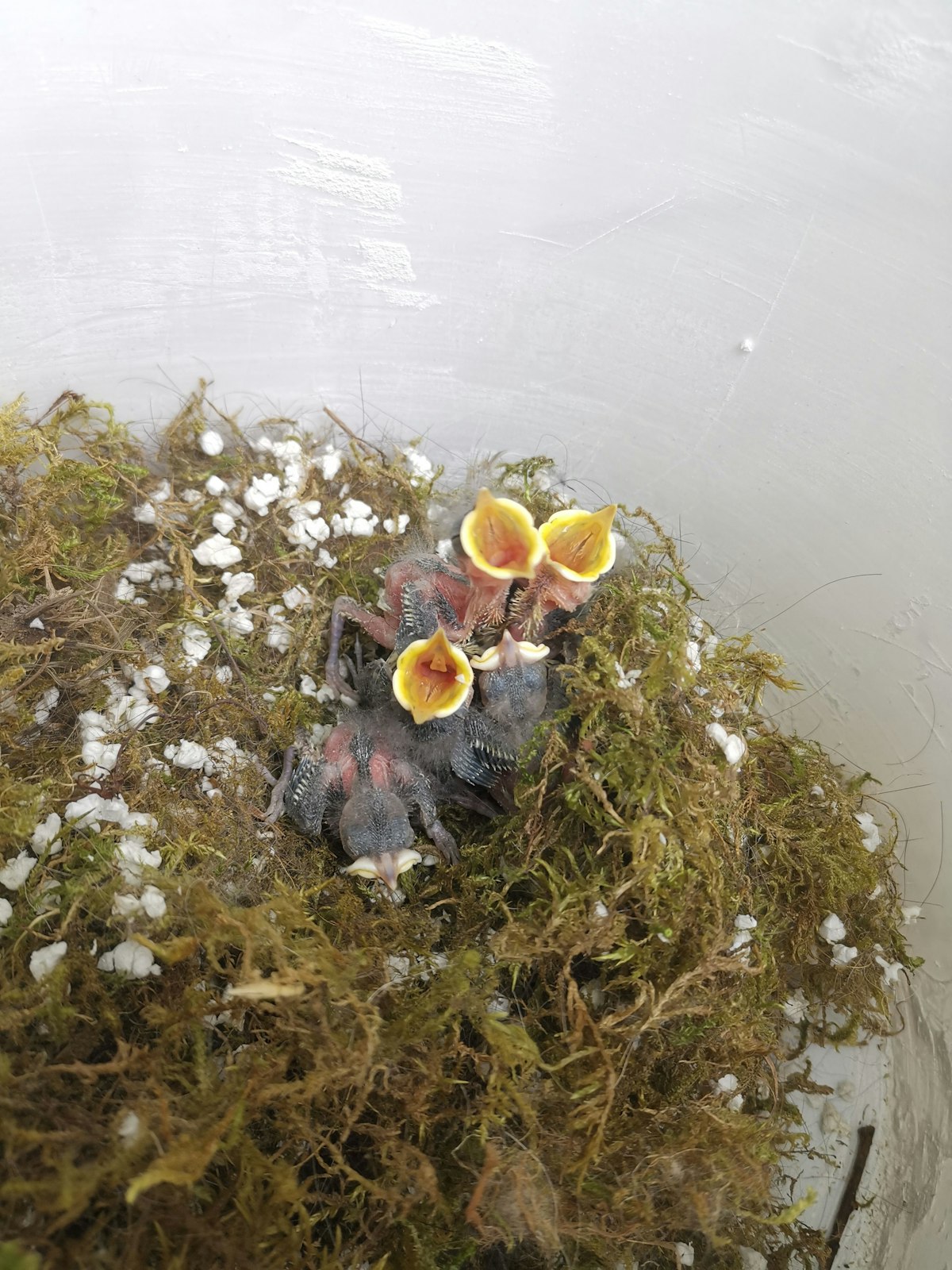 Bauarbeiter mauern unabsichtliche Vogelnest in Fassade ein.
