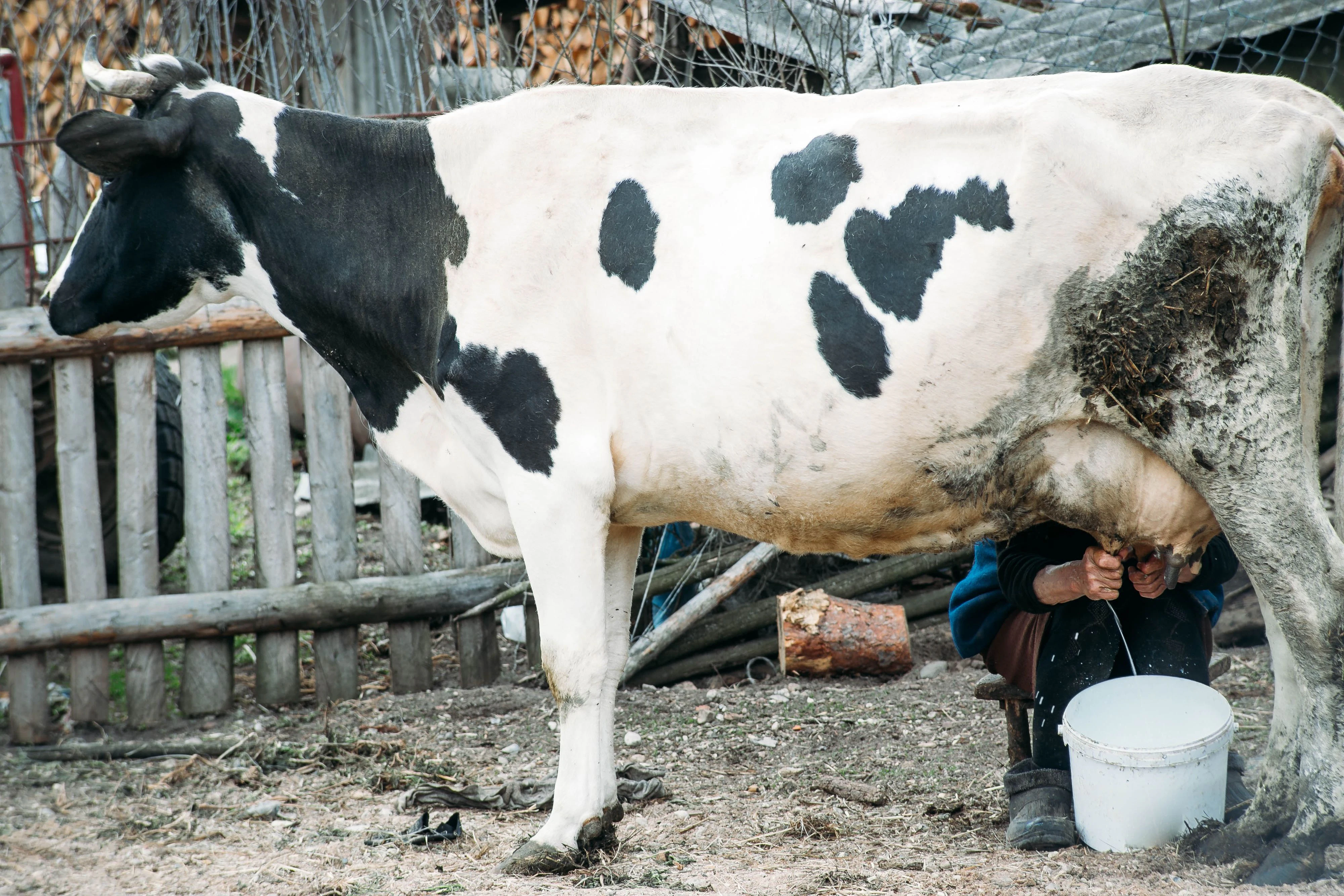 Statt Milch gab es für die Bäuerin einen Tritt. Sie wurde verletzt.