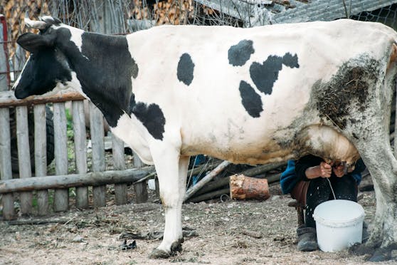 Statt Milch gab es für die Bäuerin einen Tritt. Sie wurde verletzt.