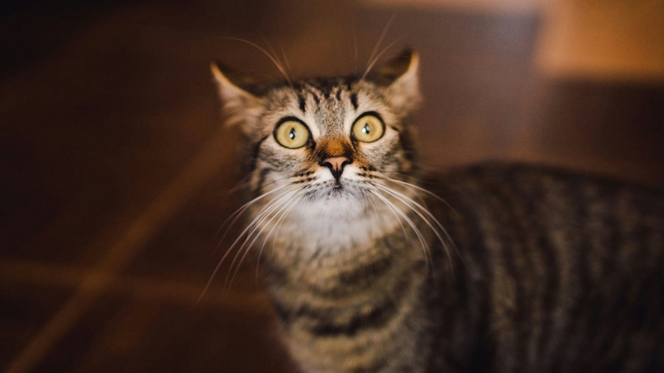 Die niedlichsten Blümchen sind leider hochgiftig für Katzen und Hunde. 