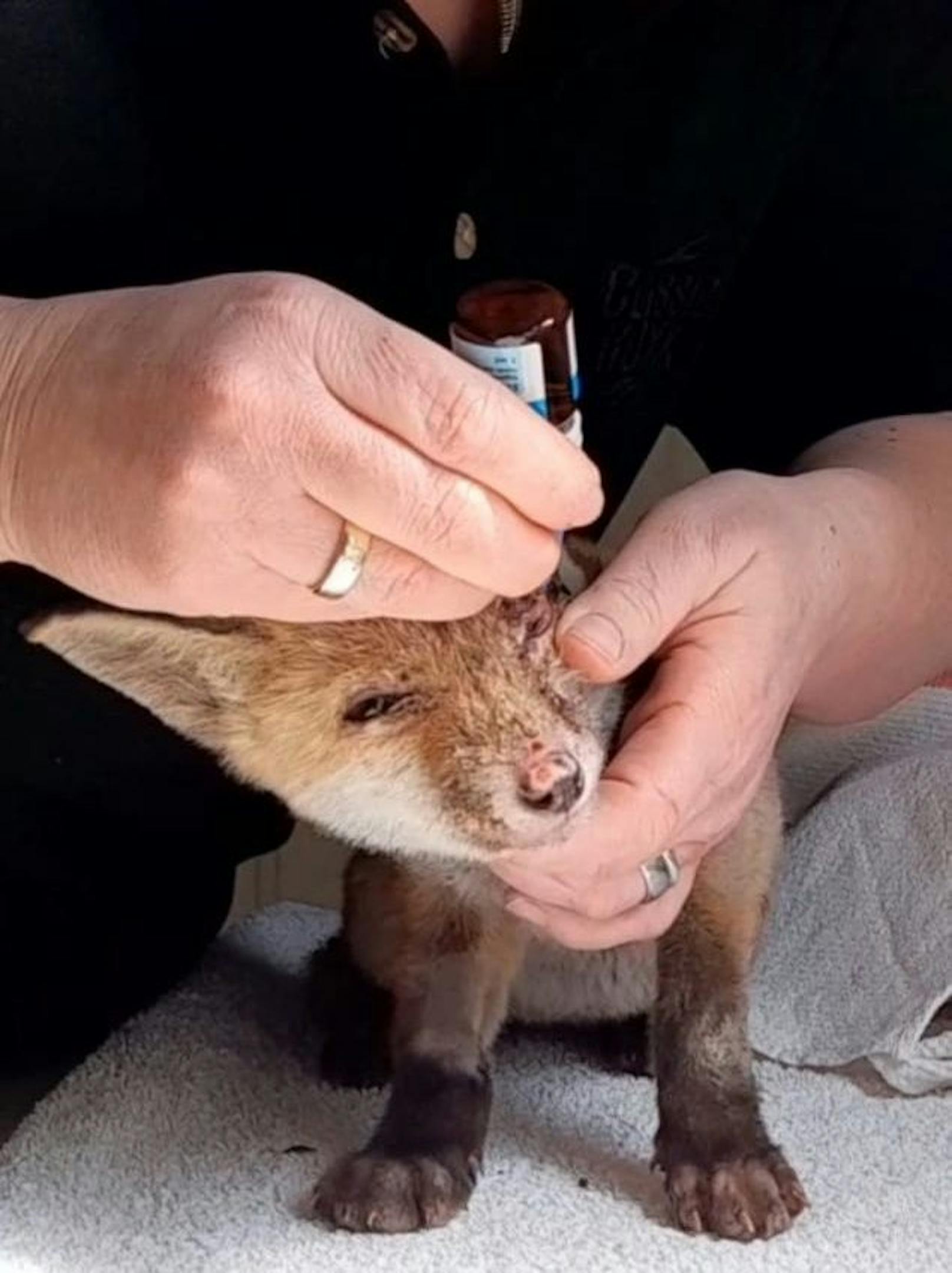 Der kleine Fuchs leidet still und lässt die Behandlungen stumm über sich ergehen. 