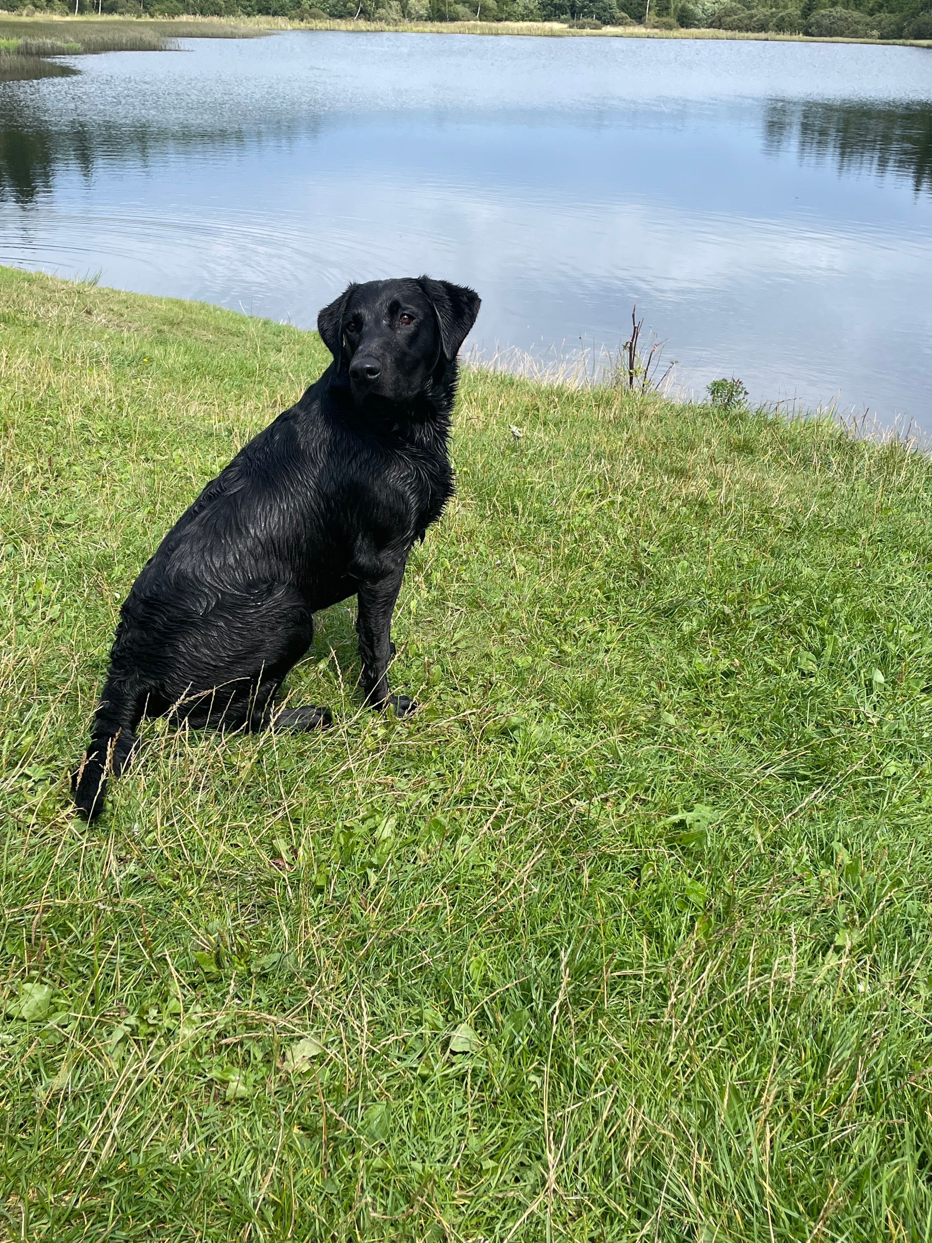 Dieser Hund fand den Köder und brachte ihn zu seinem Herrchen.