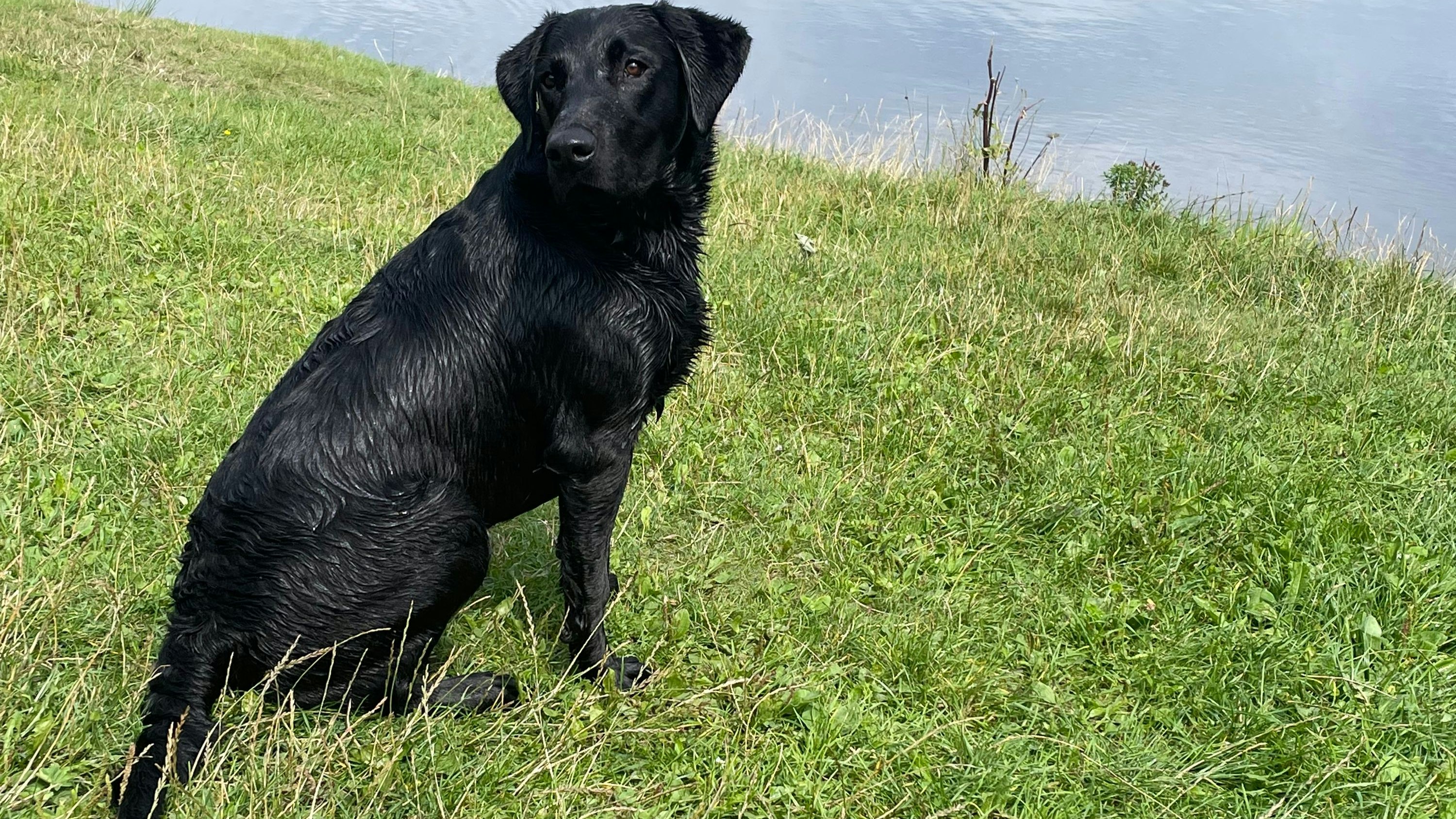 Dieser Hund fand den Köder und brachte ihn zu seinem Herrchen.