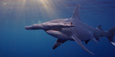 100 Millionen Haie getötet – kommt globaler Schutz?
