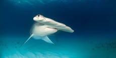 Artenschwund – weltweit jede zweite Haiart bedroht
