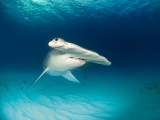 Der Große Hammerhai gehört zu den besonders gefährdeten Haiarten.&nbsp;Weltweit ist jede zweite Haiart laut einem Bericht der Tierschutzorganisation International Fund for Animal Welfare (IFAW ) bedroht.
