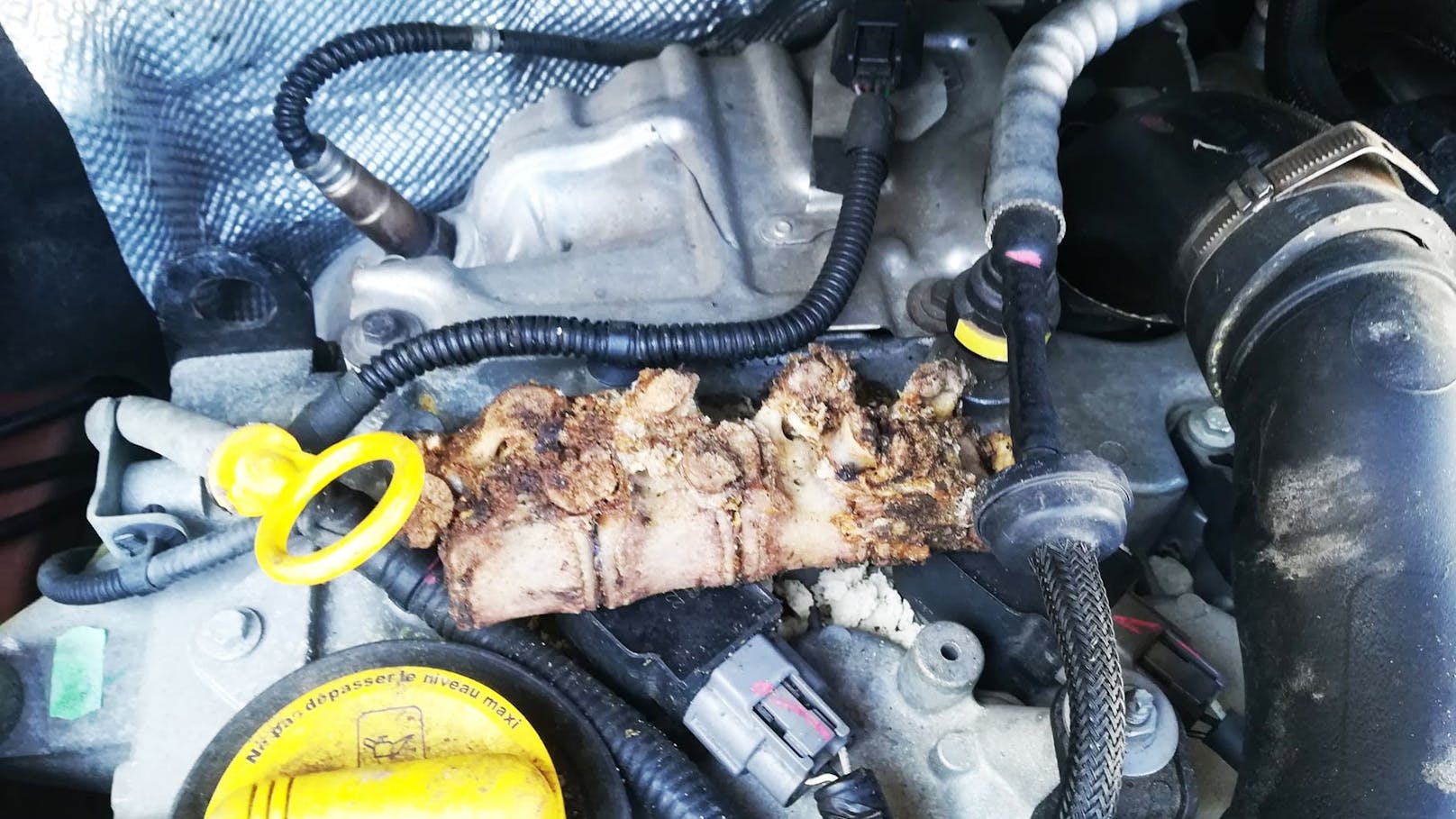 Der Niederösterreicher fand ein Stück Schweinerücken in seiner Motorhaube.