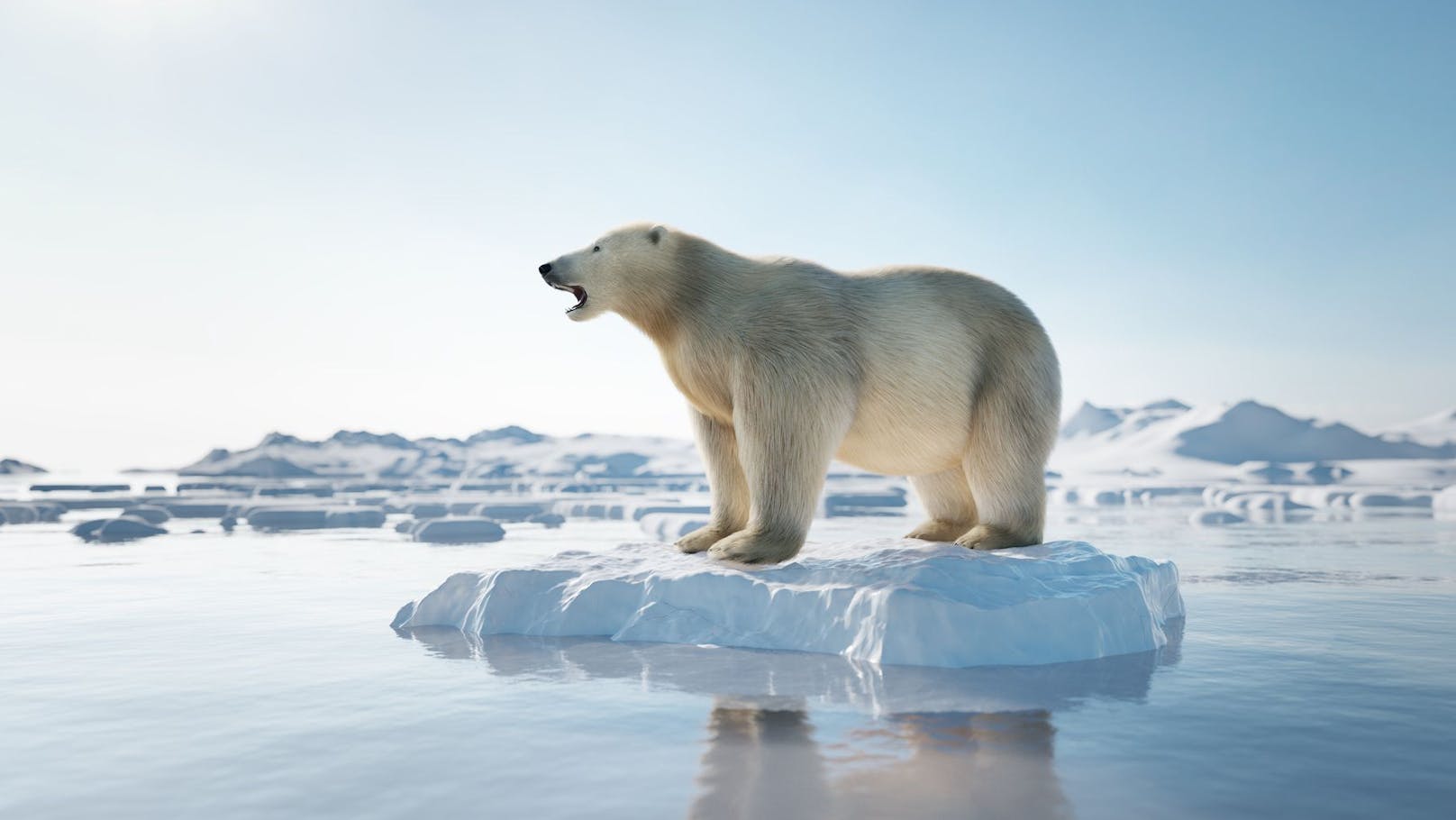 Warum die Klimakrise die Eisbären auch krank macht