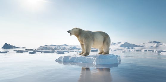 Der Eisbär wurde das Sinnbild für den Klimawandel und ist schwer davon betroffen. 