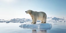 Eisbär läuft hundert Kilometer – dann fällt ein Schuss