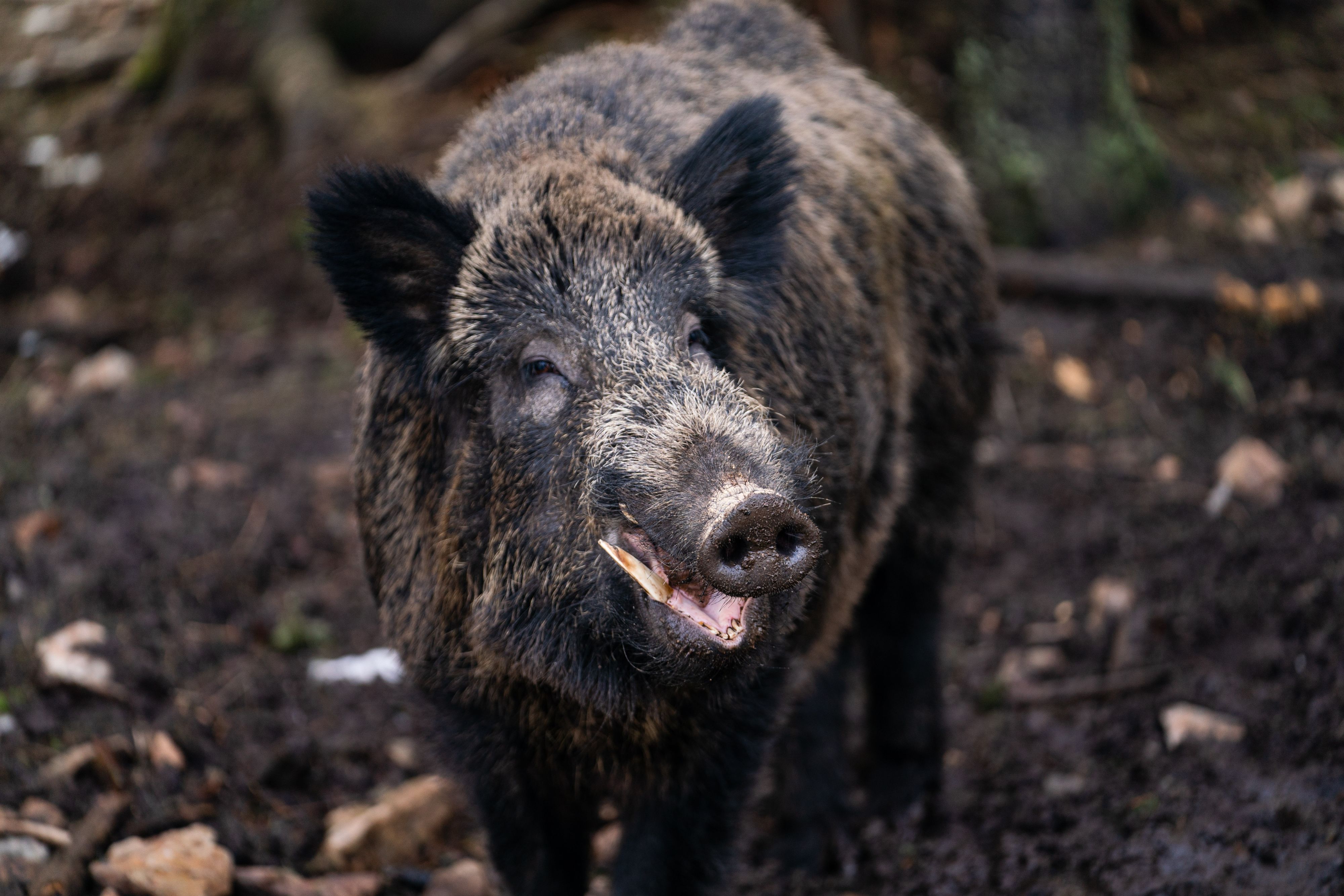 Eine Australierin (51) machte unliebsame Bekanntschaft mit einem Wildschwein. Symbolbild. 