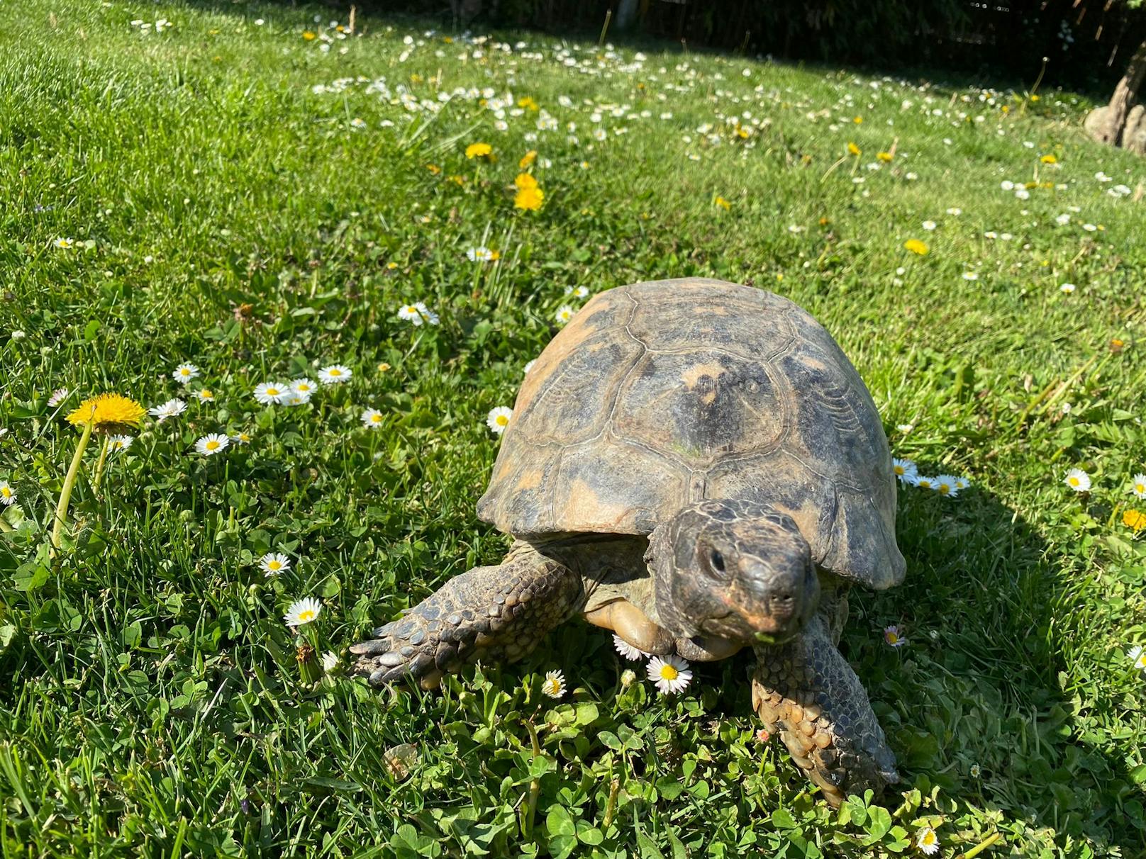 Das Reptil beisst um sich und begattet mit Vorliebe die Plastikschlapfen im Garten. 