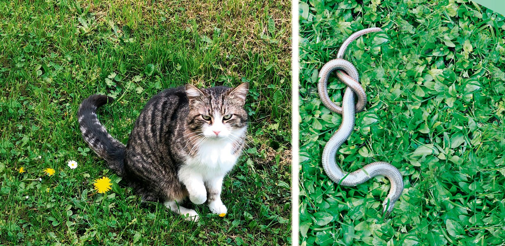 Kater "Tommy" ist eindeutiger Sieger dieses Kampfes. Die Blindschleiche kam mit dem Schrecken davon.