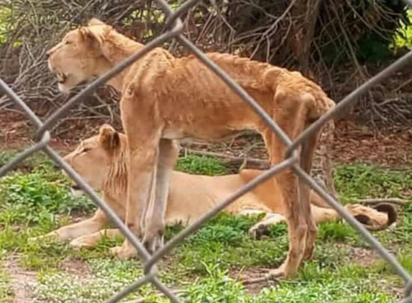 Das wurde aus den Hunger-Löwen im Horror-Zoo