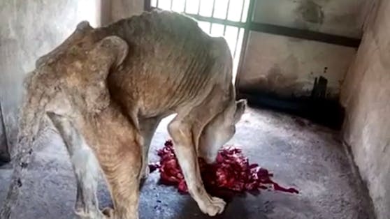 Nur Fell und Knochen. Diese arme Löwin stand kurz vor dem Hungertod.