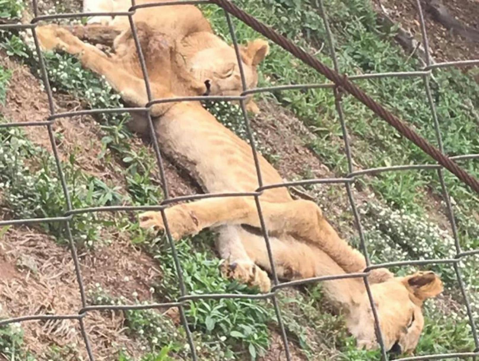 Ein Besucher des sogenannten "Horror-Zoos" wurde auf die Tiere aufmerksam und schickte das Bildmaterial an die Tierschutzorganisation. 