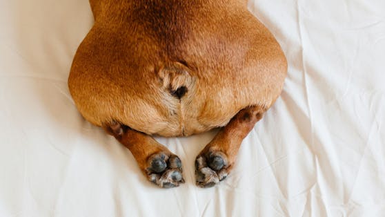 Tja, dass man auch mit einem "Furz" zu Ruhm gelangt, ist ein Zeichen der Zeit.