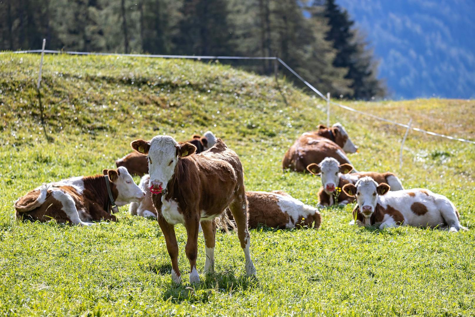 Auf einer Weide bei Waidhofen/Ybbs fanden Passanten eine bereits verweste Kuh samt Kalb. (Symbolbild)&nbsp;