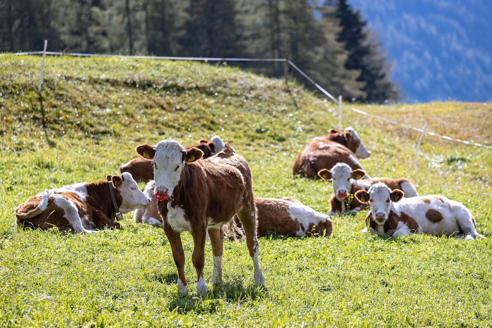 Auf einer Weide bei Waidhofen/Ybbs fanden Passanten eine bereits verweste Kuh samt Kalb. (Symbolbild) 