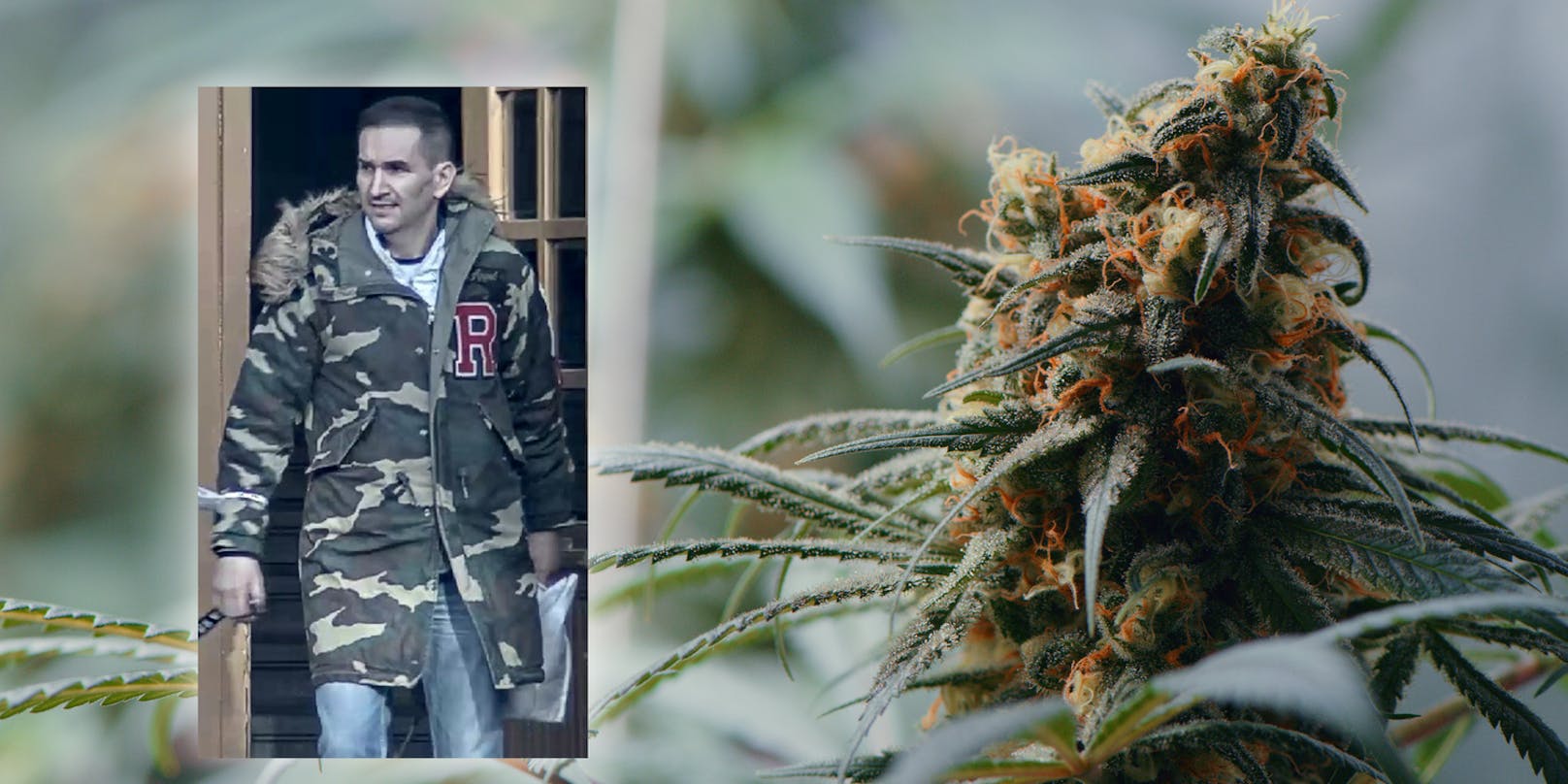Dieser Mann soll Teil einer Bande sein, die in Wien über 400 Marihuana-Pflanzen anbauten.