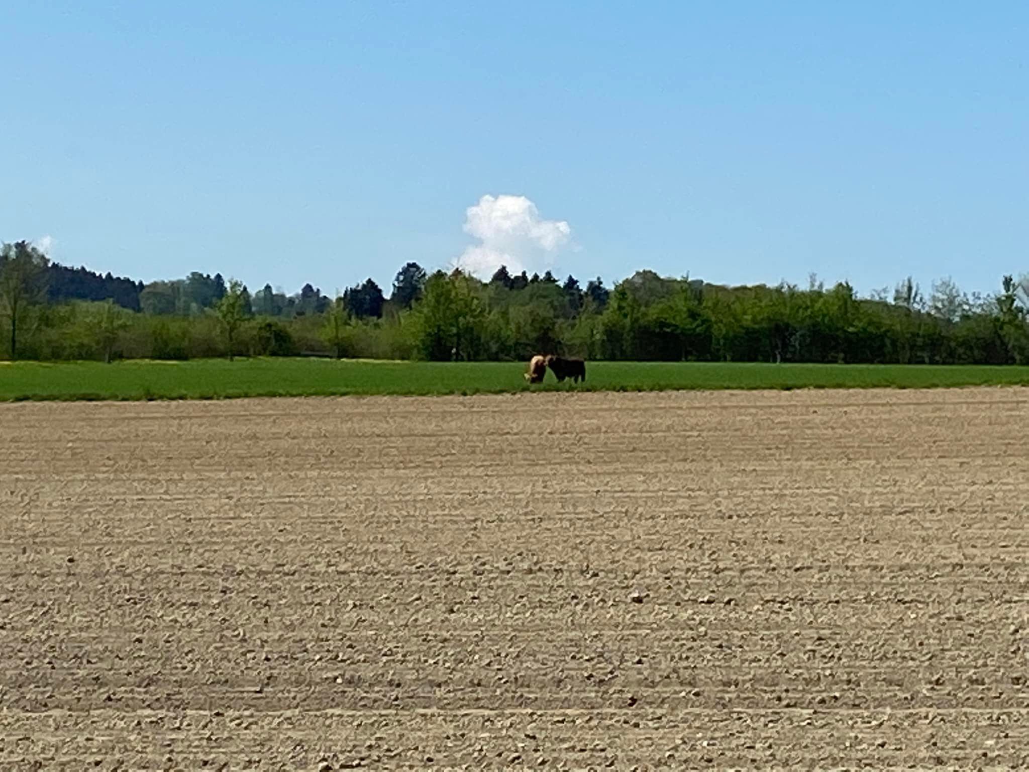 Die jungen Stiere haben sich im Wald versteckt.