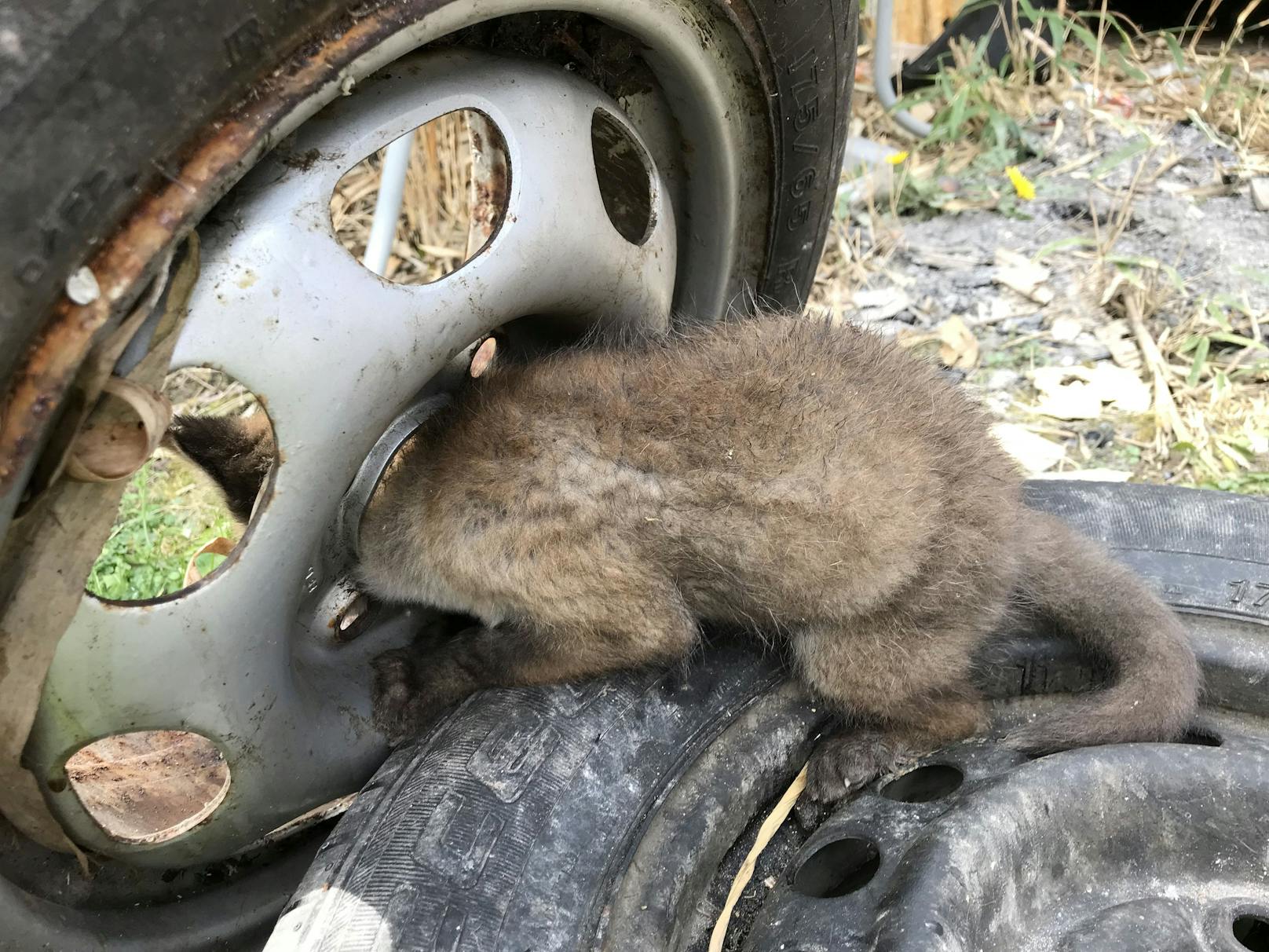 Im Londoner Wohnbezirk Orpington wurde ein verlassenes Fuchsjunges aus seiner misslichen Lage befreit. 