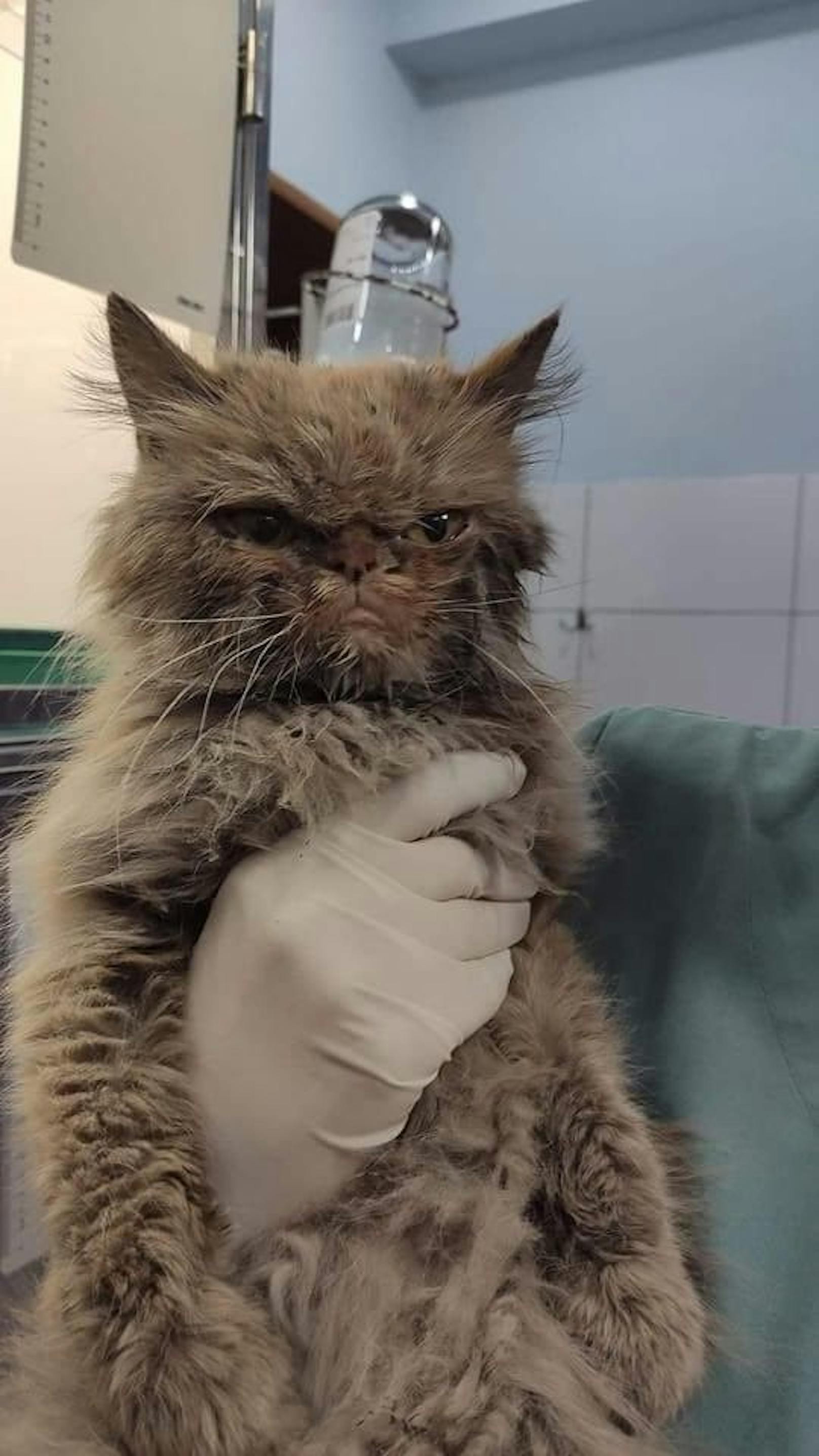 In der Tierklinik wurde die Katze sofort mit allem nötigen versorgt. 