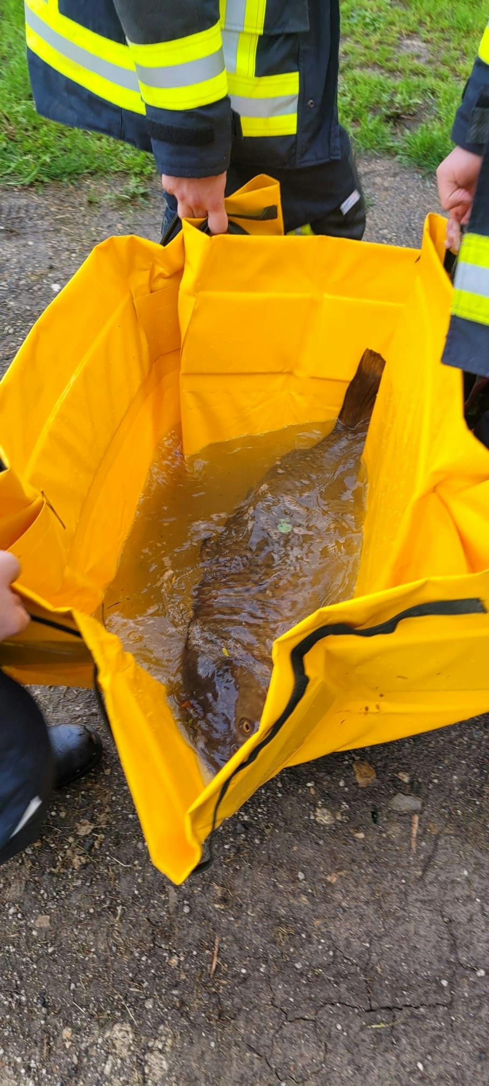 Mit einer Auffangwanne wurde der Fisch gerettet und in ein geeignetes Gewässer gebracht. 