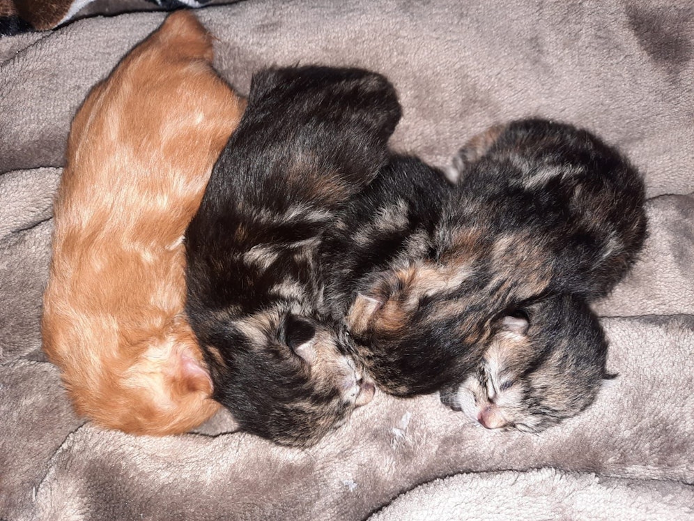 Die geretteten Katzenbabys