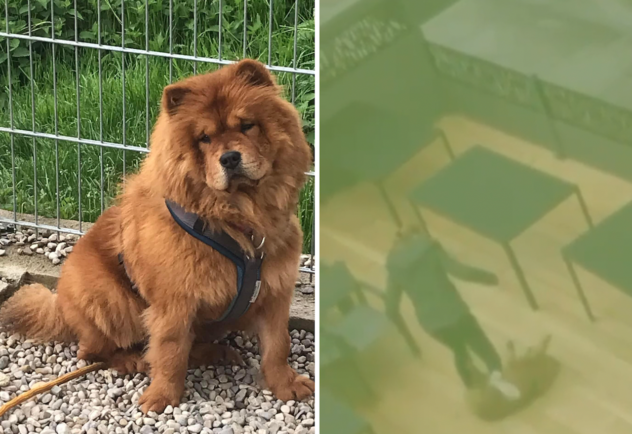 Heute.at - Nach Tritten trifft misshandelte Lucy nun Liebeswelle